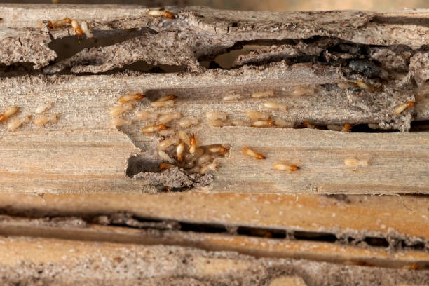 Spider Control Near Me in Cottonport, LA